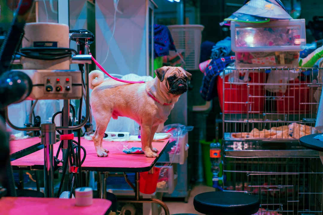 fawn pug on pink and white metal pet cage