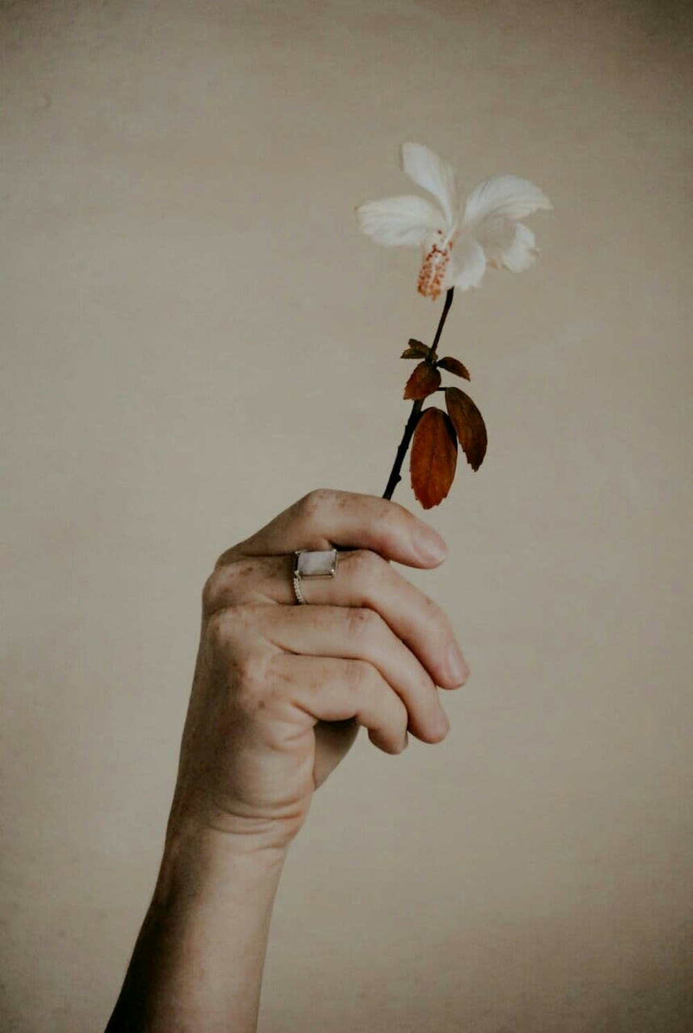 person holding white flower with brown heart shaped wooden ornament