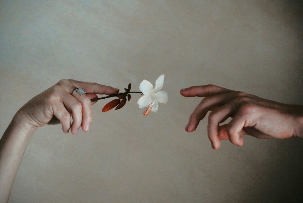 person holding white flower on white textile