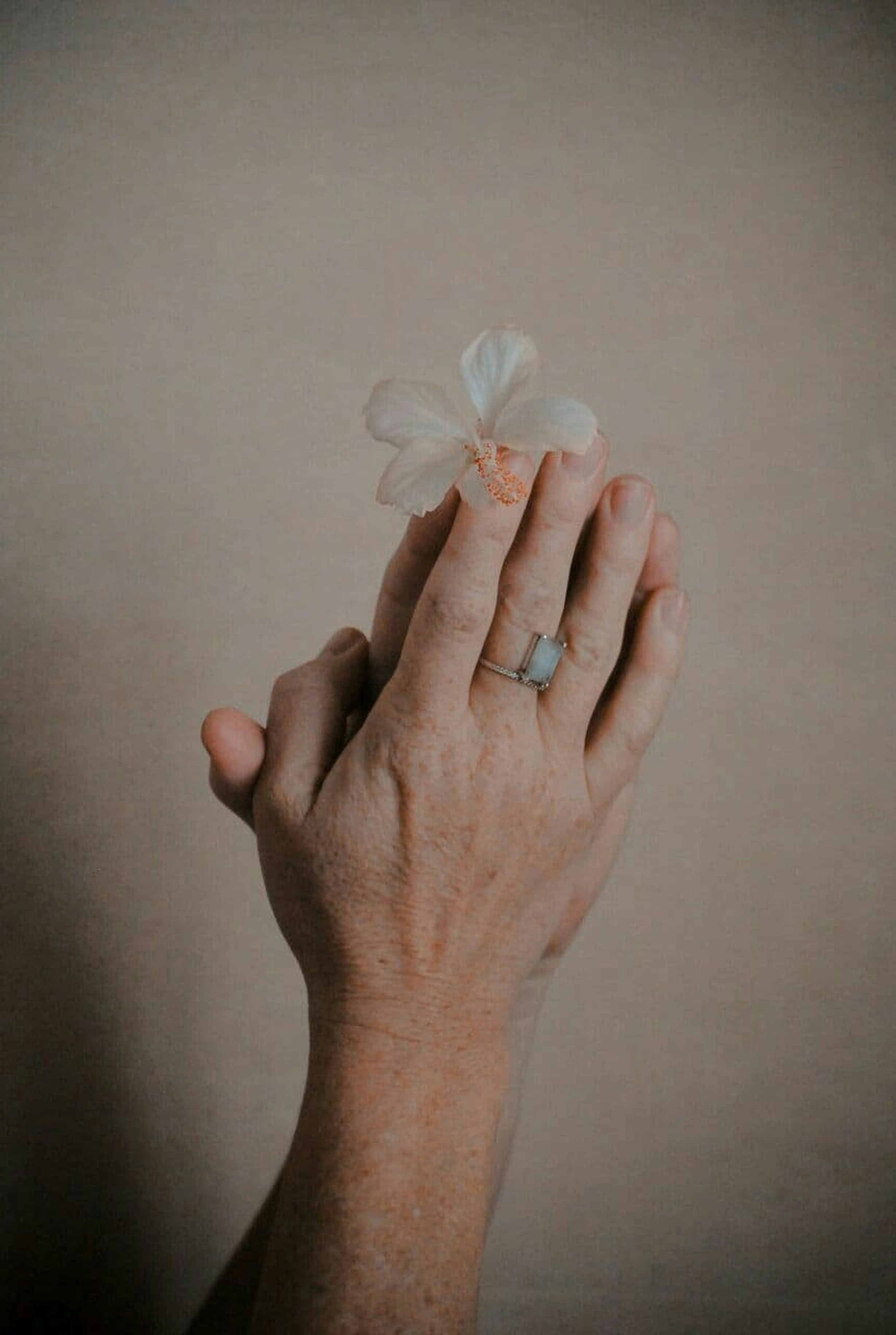 person holding white flower on white surface