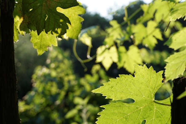 Sunlight filtering through kiwi vines in a lush garden setting.