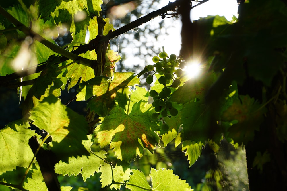 hojas verdes en la rama marrón del árbol durante el día