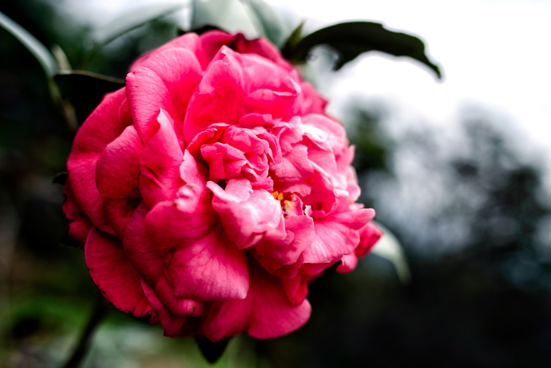 red rose in bloom during daytime