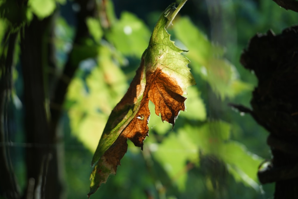 green and brown leaf in tilt shift lens