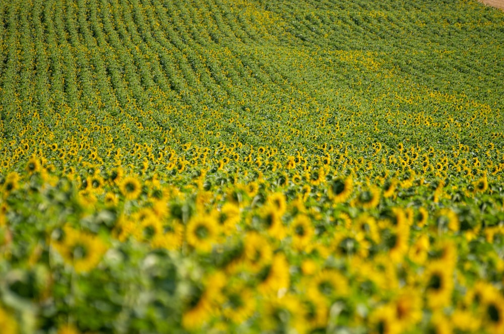 green and yellow floral textile