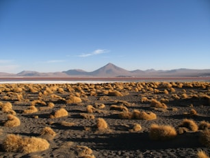 brown and green grass field near mountain under blue sky during daytime