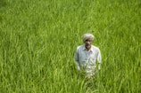 A farmer tending to a lush turmeric crop in a rural setting.