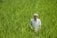 Portrait of a smiling middle-aged Indian farmer standing in a lush green field.