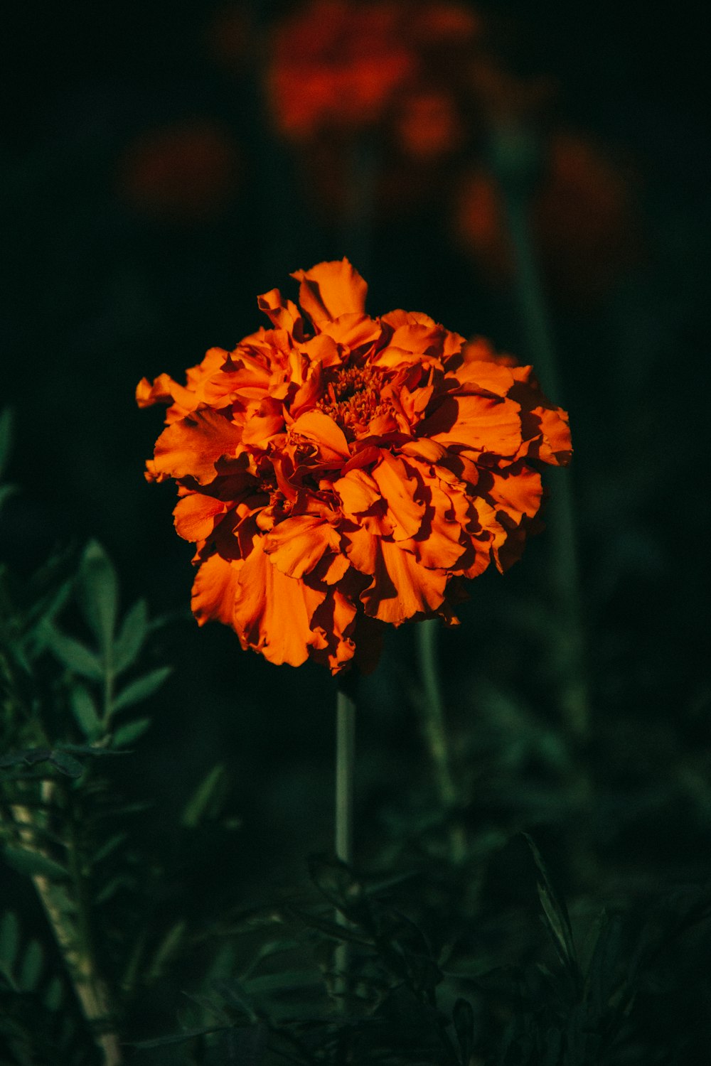 orange flower in tilt shift lens