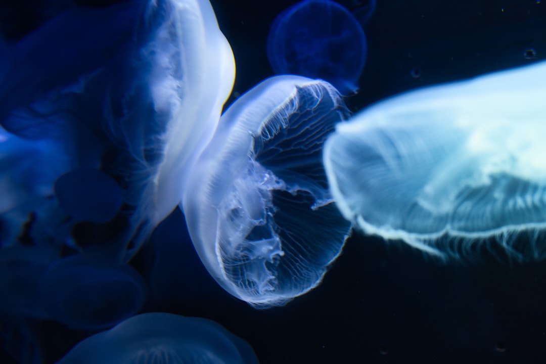 blue jellyfish in water during daytime