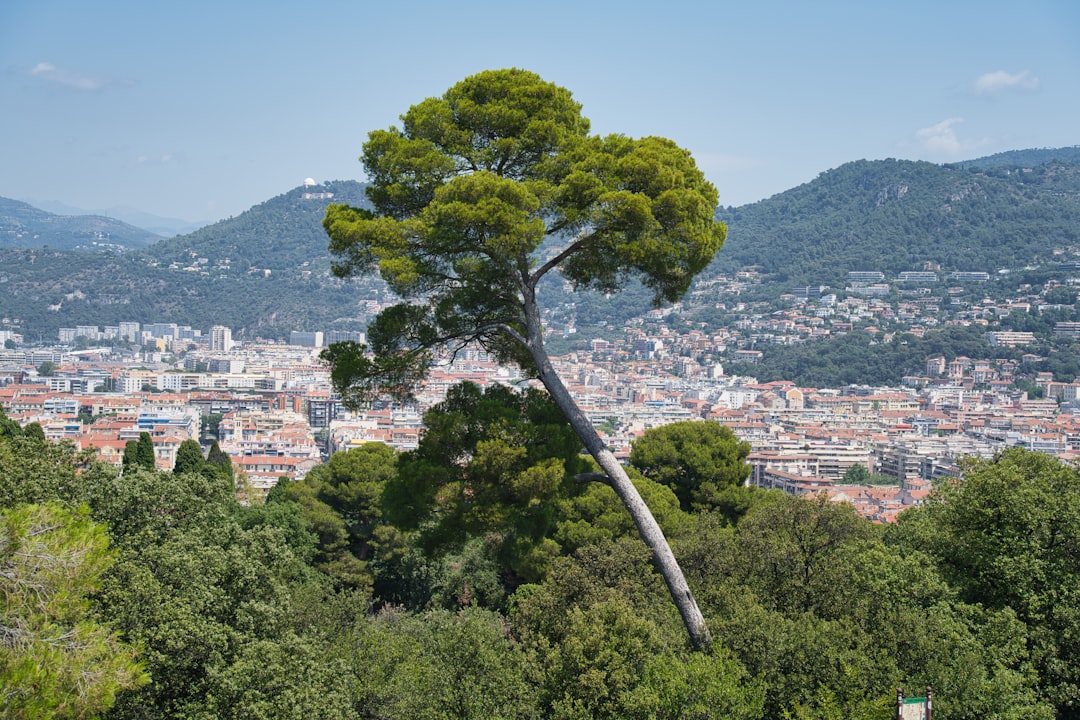 green tree near city buildings during daytime