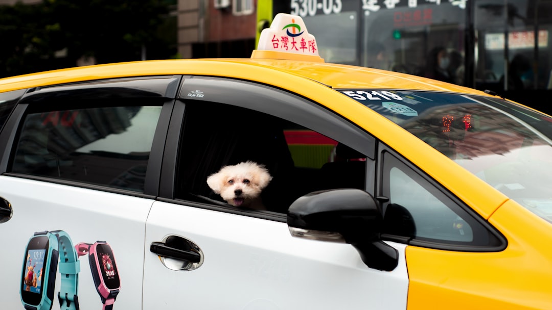 white long coated small dog in white car