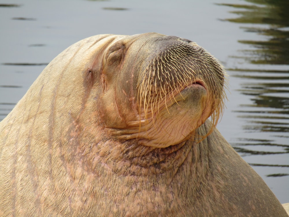 seal on water during daytime