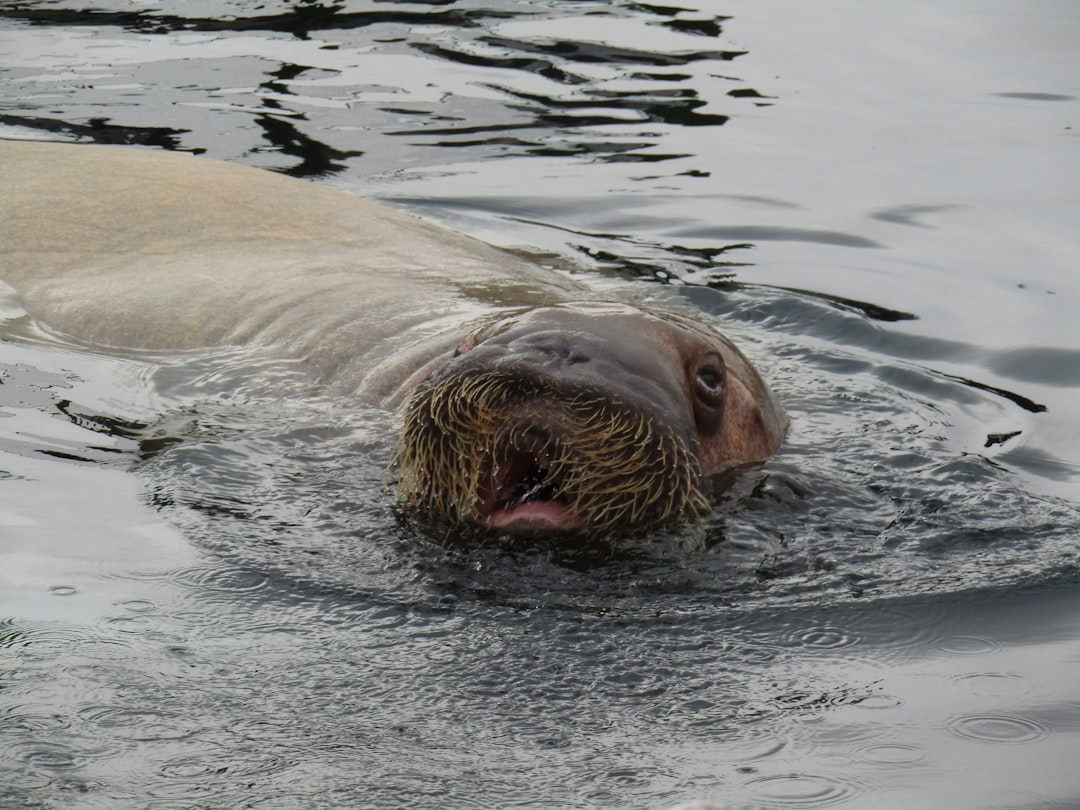 walrus