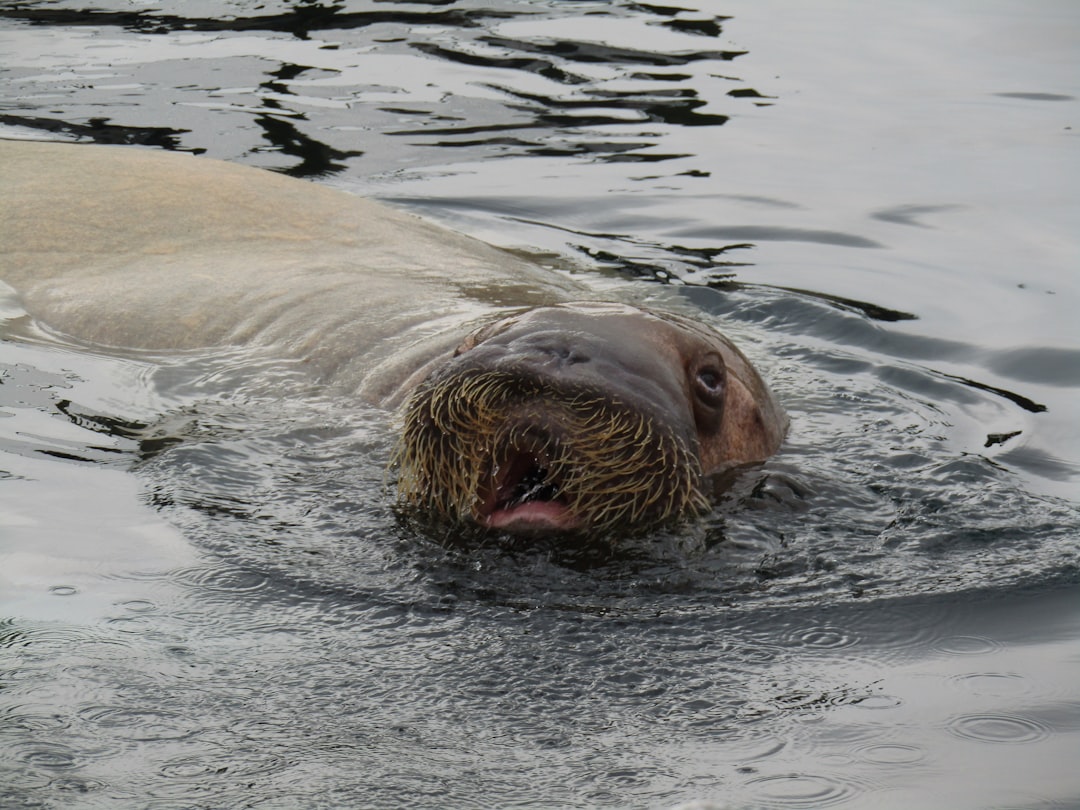  seal in water during daytime walrus