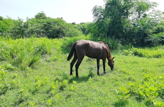 A vibrant photo of a horse and rider in a lush green field.