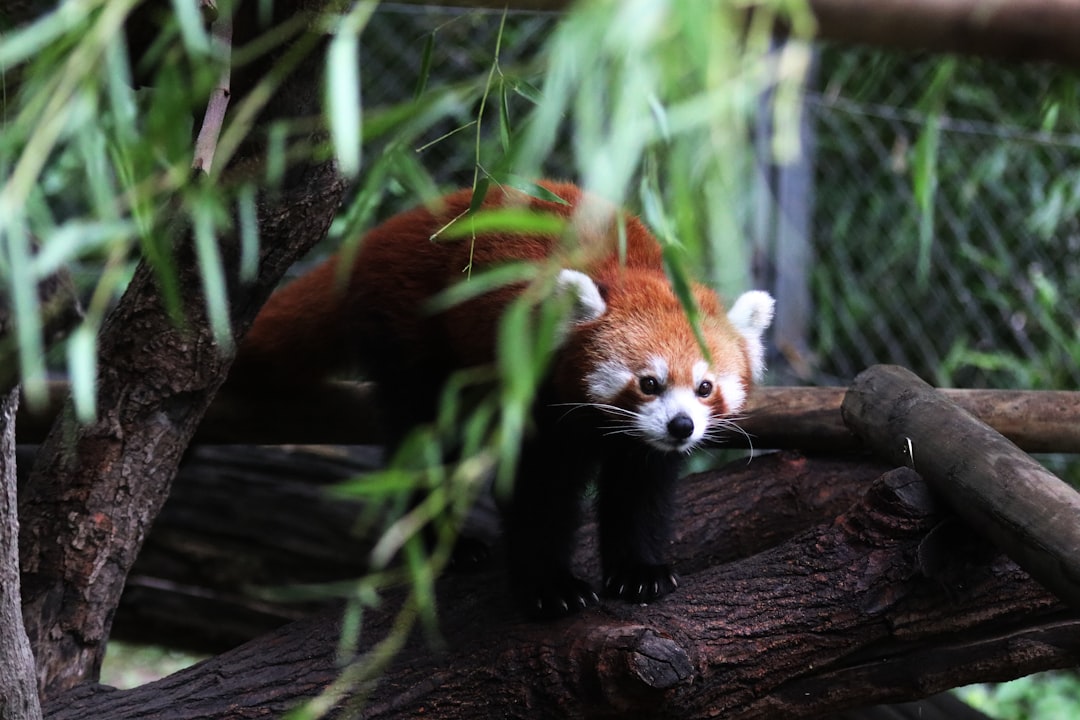 Will we be responsible for the extinction of red pandas? header image