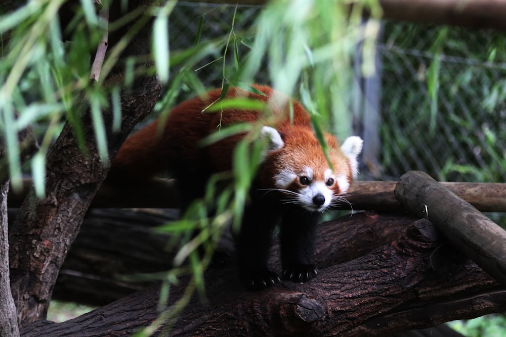 red panda on brown tree branch during daytime