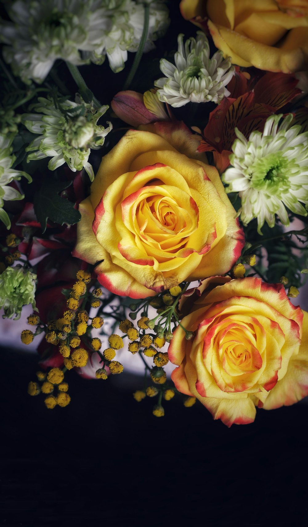 yellow and red rose in bloom