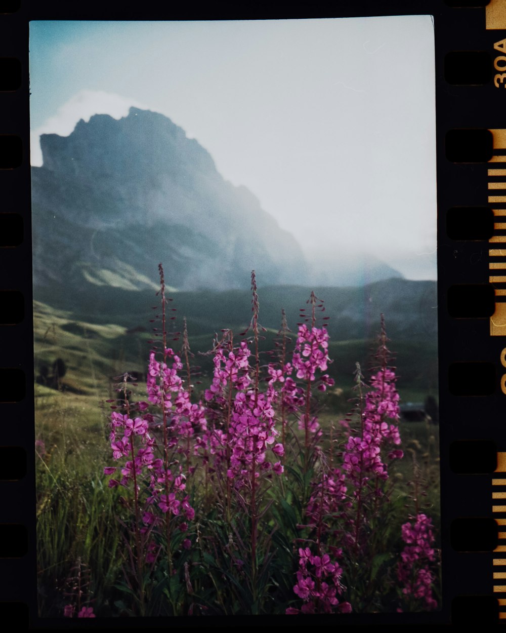 purple flowers on green grass field