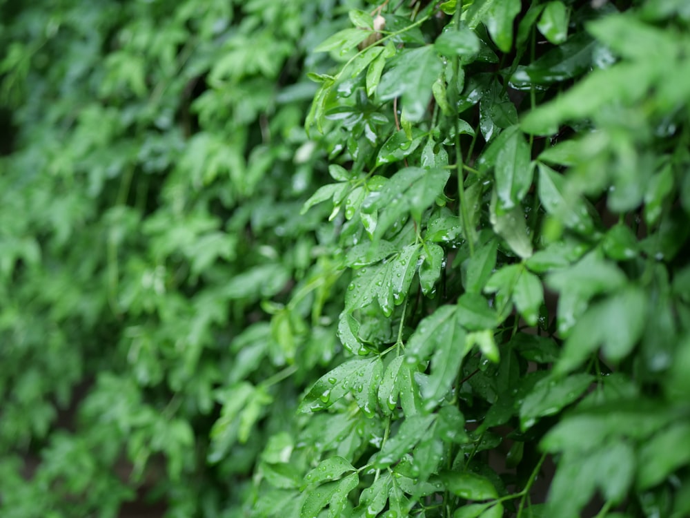 green leaves in tilt shift lens