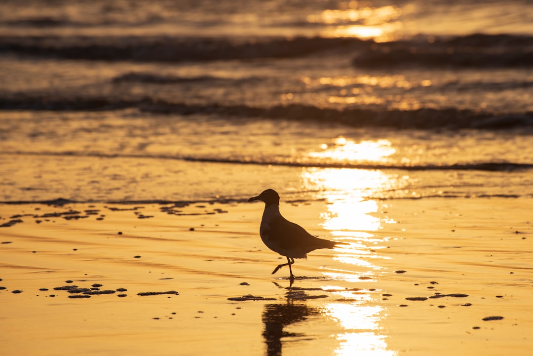 silhouette of bird on beach during sunset