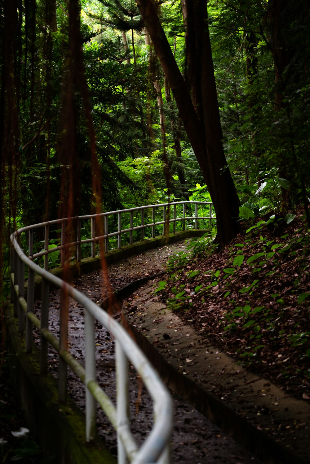 Puente de madera marrón en el bosque durante el día