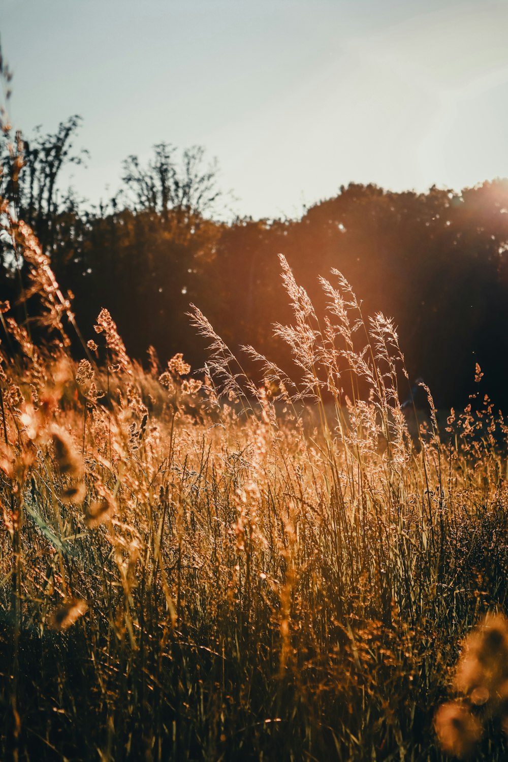 brown grass field during sunset