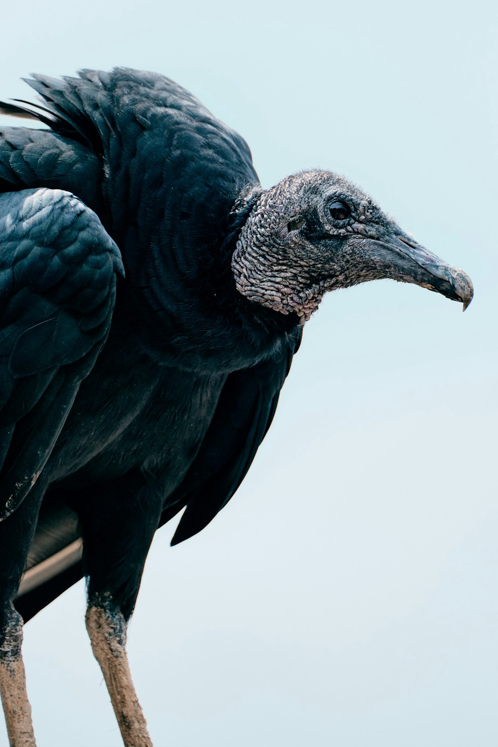 black and purple bird on white background