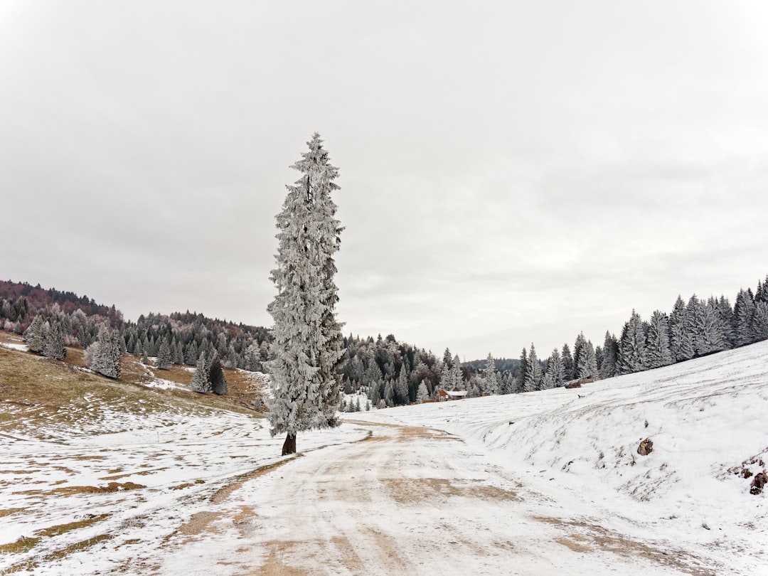 green pine tree on snow covered ground during daytime