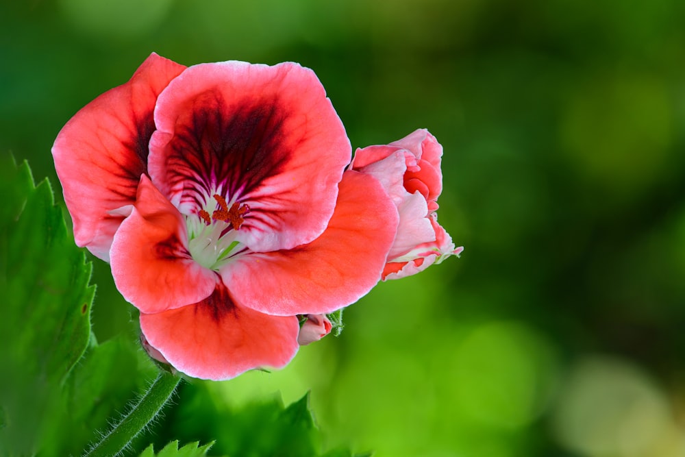 red flower in tilt shift lens