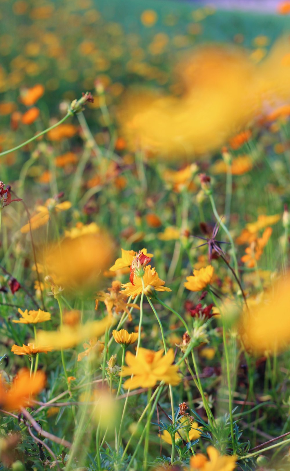 fiori gialli e rossi nell'obiettivo decentrabile