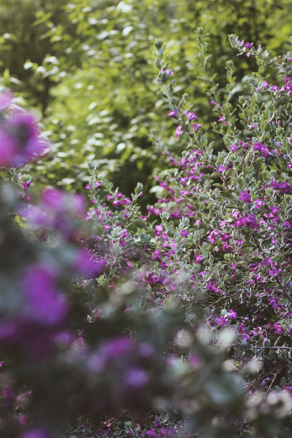 Flores moradas en lente de cambio de inclinación