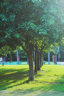 Green Light Hope Foundation team planting trees in a neighborhood park on a sunny day.
