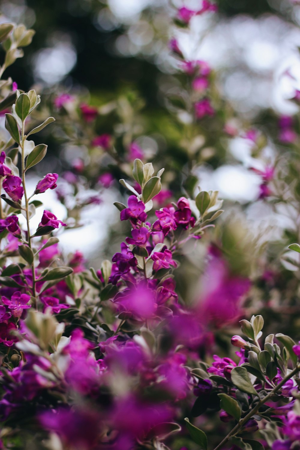 purple and white flowers in tilt shift lens