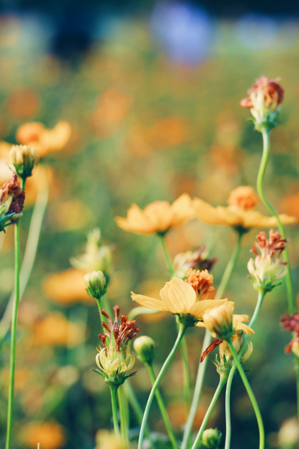 pink and yellow flowers in tilt shift lens