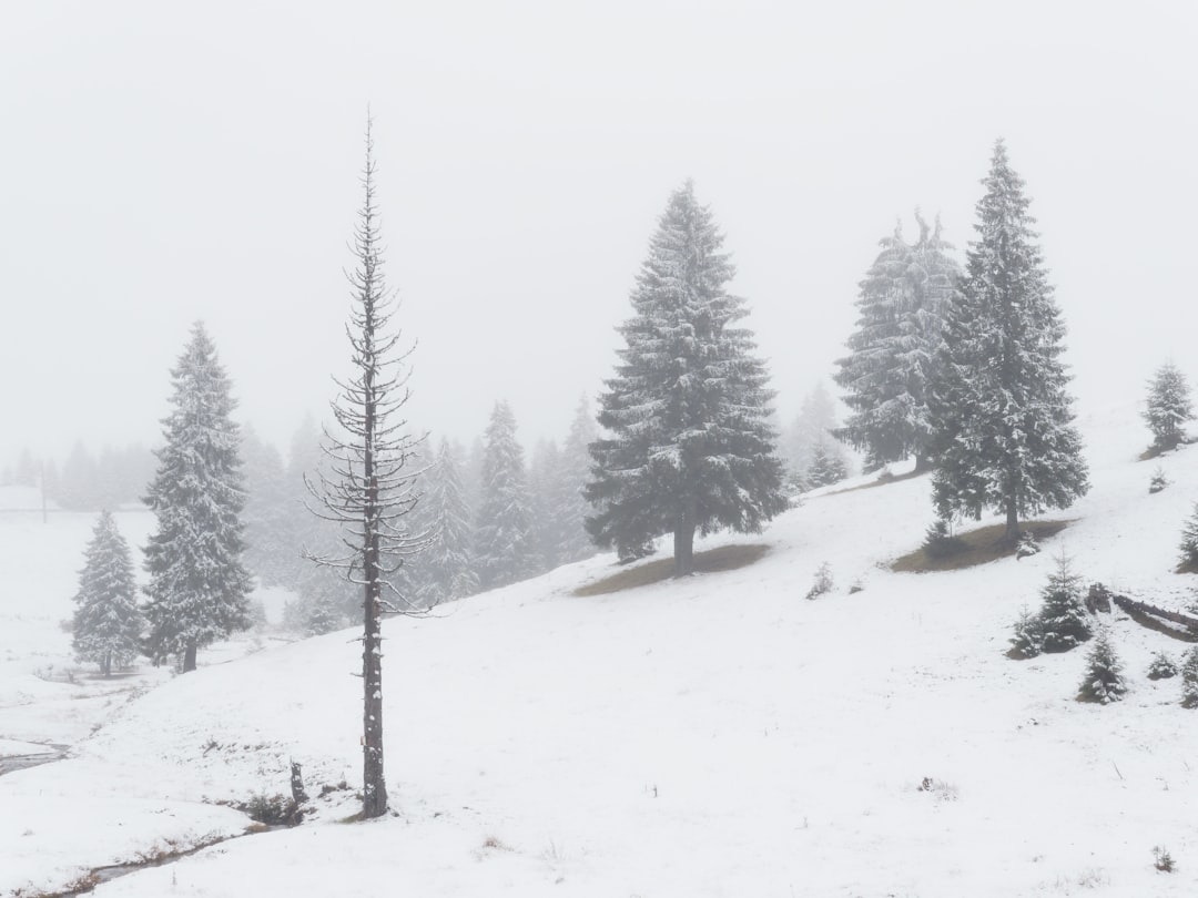 green pine trees on snow covered ground during daytime