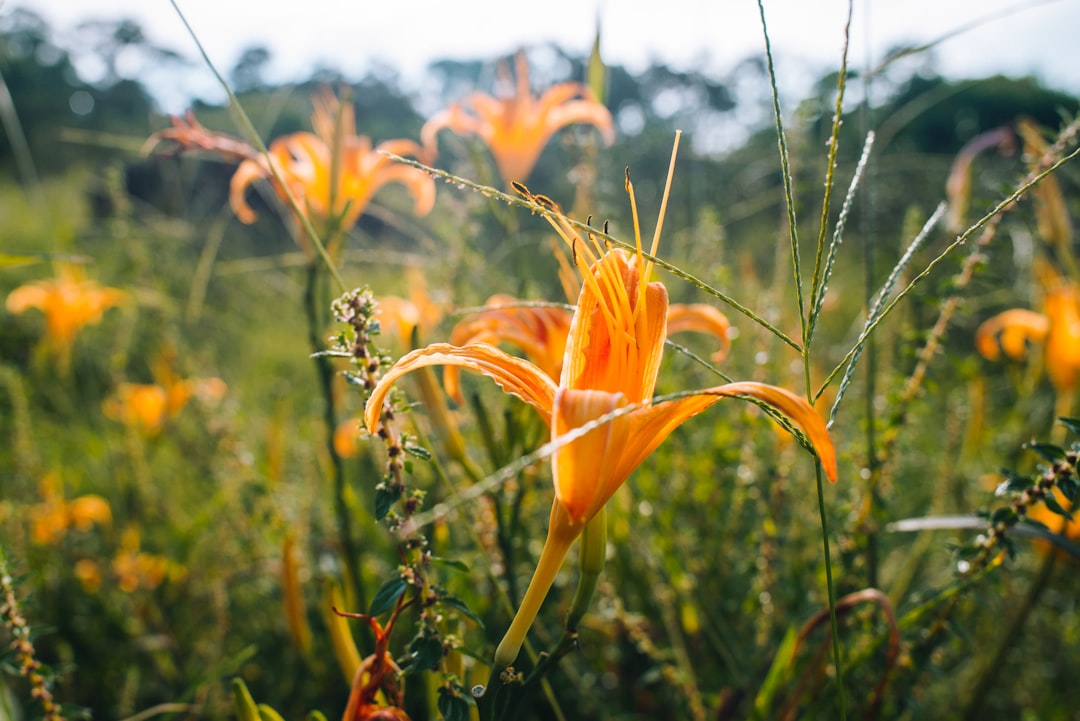 orange flower in tilt shift lens