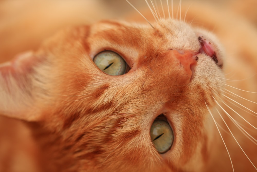 orange tabby cat in close up photography