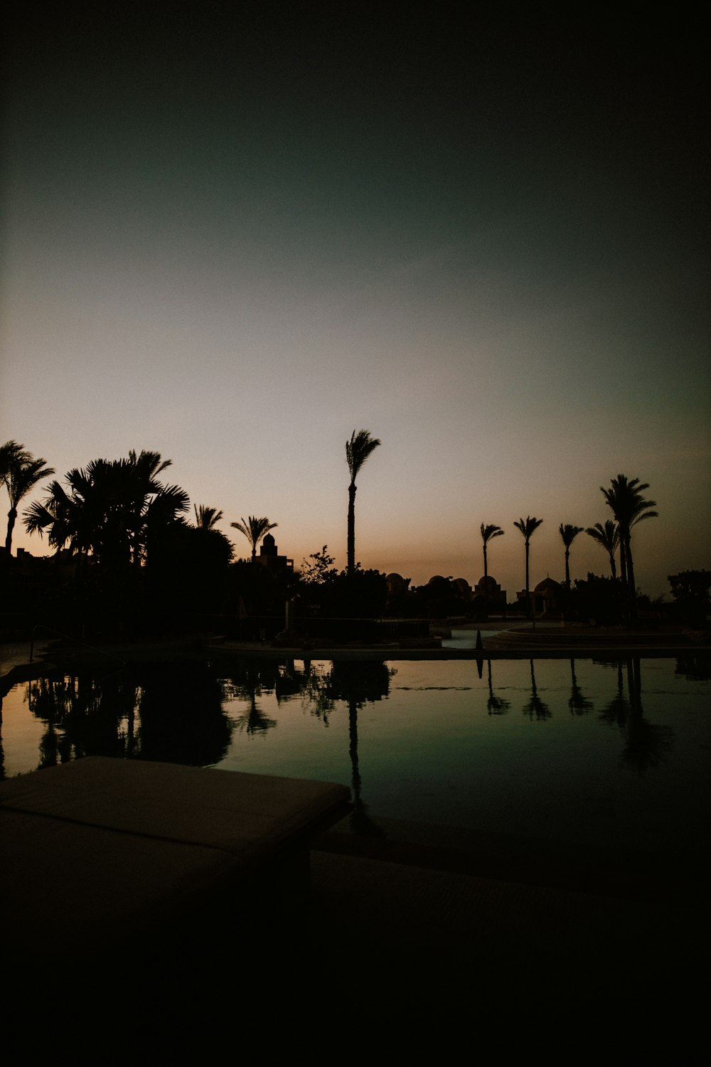 silhouette of palm trees near body of water during sunset