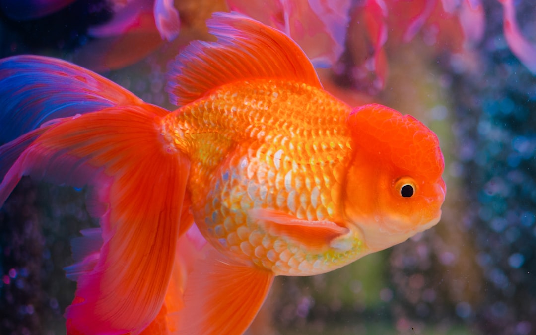 orange and white fish in tank