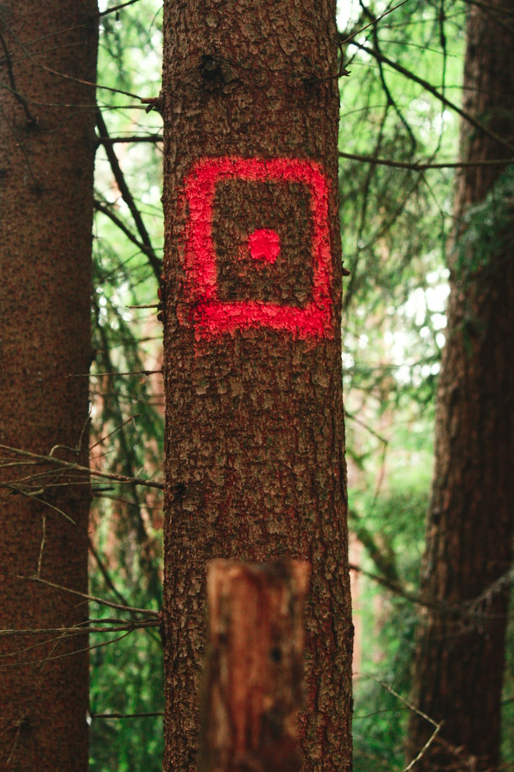 brown tree trunk with red paint