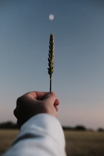 person holding brown and white plant