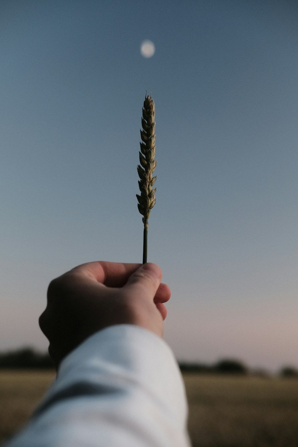 person holding brown and white plant