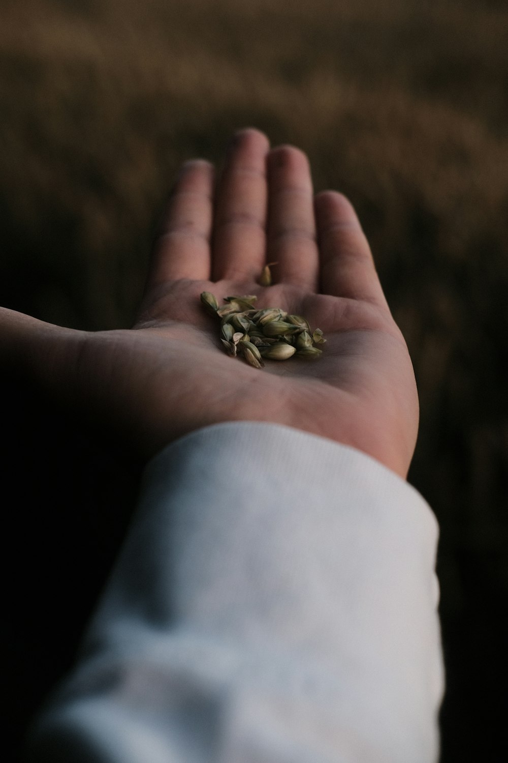 green frog on persons hand