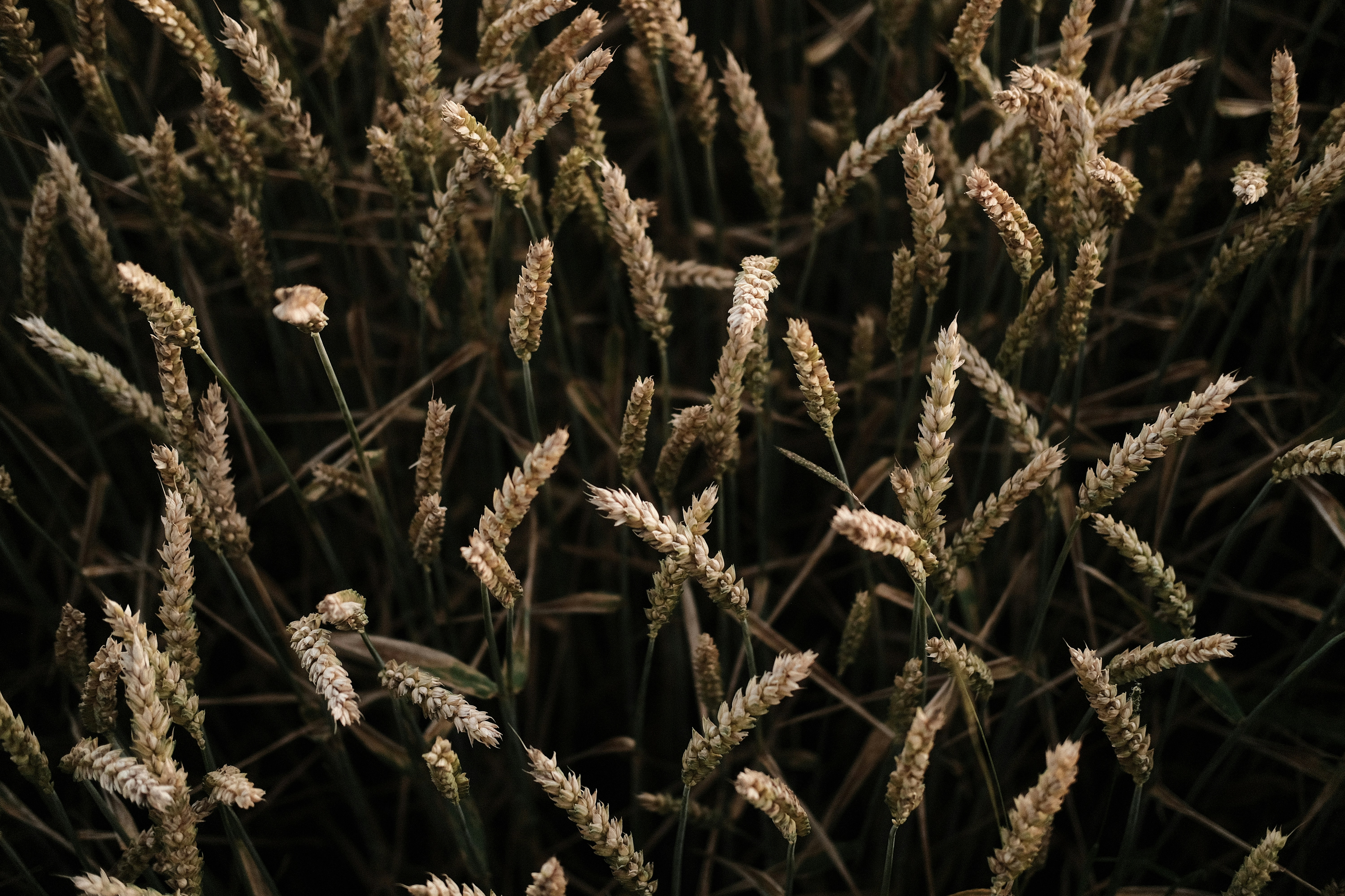 Grain in a field during sunset with a shallow depth of field. Shot with the Classic Chrome film simulation on the Fujifilm X-T20. No edit.