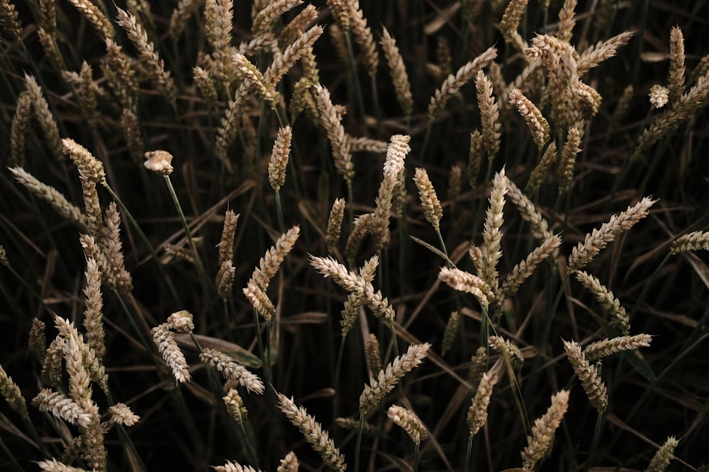 brown wheat field during daytime