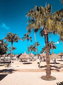 A tropical beach scene featuring tall palm trees swaying gently under a bright blue sky. Straw thatched umbrellas line the sandy beach, providing shade for sun loungers beneath. The sunlight casts crisp shadows, accentuating the texture of the sand and the detail of the palm leaves.