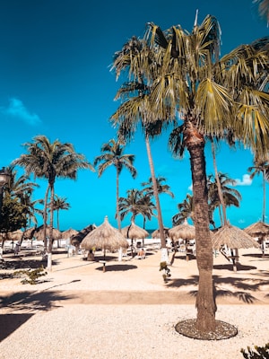 A tropical beach scene featuring tall palm trees swaying gently under a bright blue sky. Straw thatched umbrellas line the sandy beach, providing shade for sun loungers beneath. The sunlight casts crisp shadows, accentuating the texture of the sand and the detail of the palm leaves.