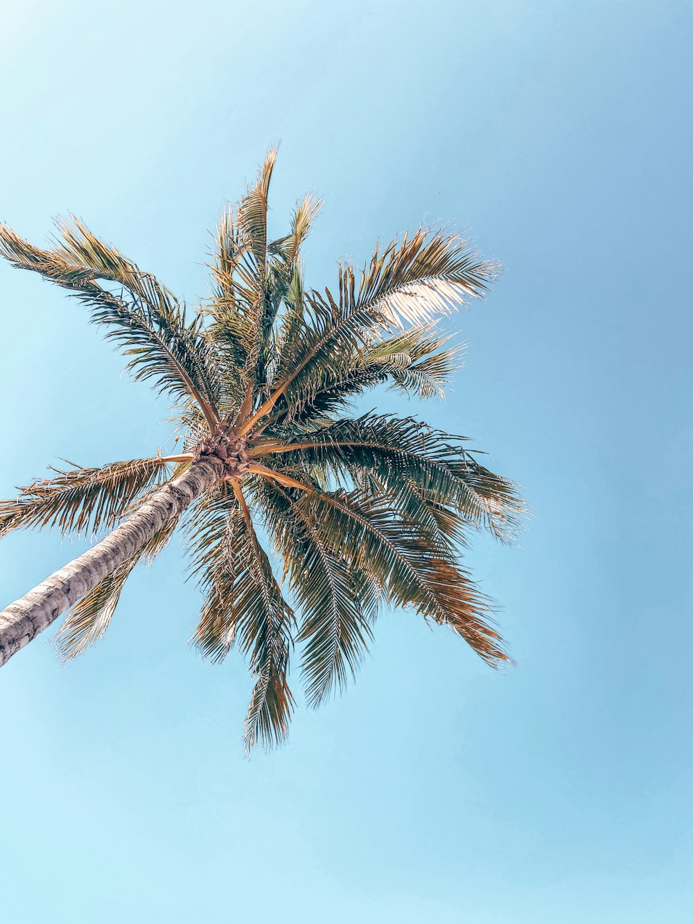 green palm tree under blue sky during daytime